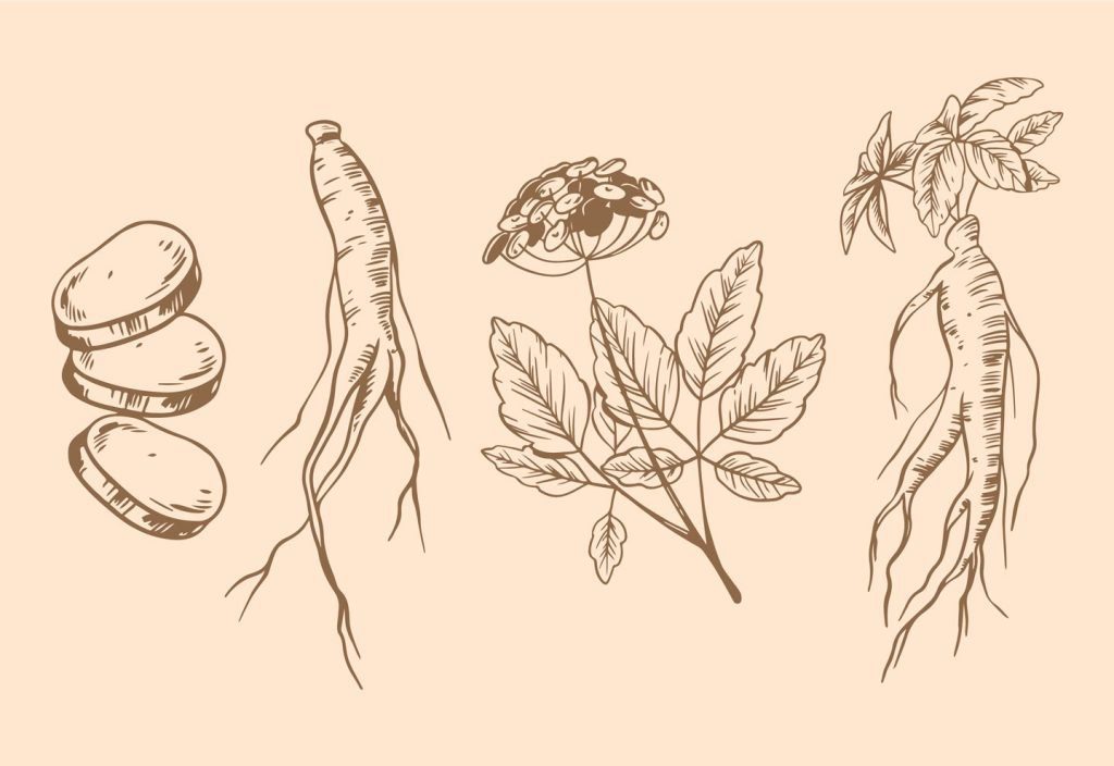 Superfoods wortelgroenten ginseng